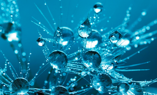 A Weapon Against Oral Diseases and Bad Breath