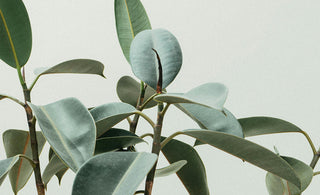 The Science of Bad Breath: Understanding and Solutions